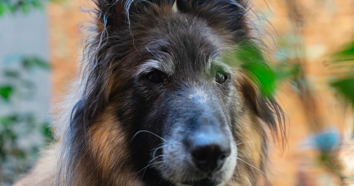 年齢別ペット用冷却グッズの選び方｜子犬子猫からシニアまで完全ガイド