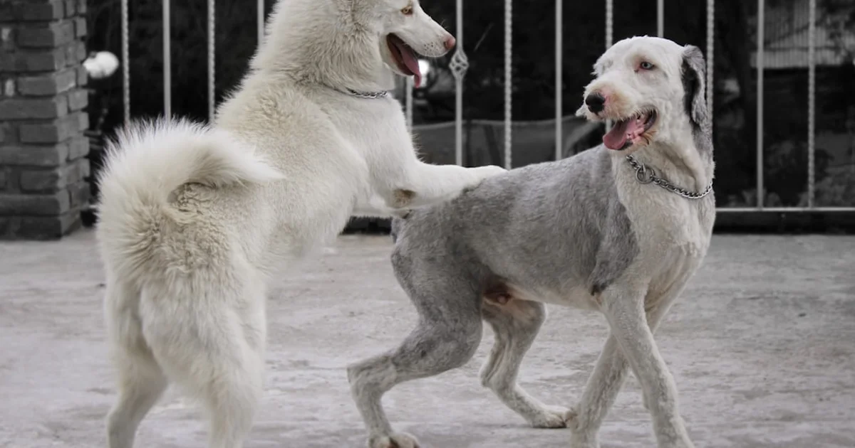 犬種・猫種別ペット用冷却グッズ選び方ガイド｜短頭種から長毛種まで完全対応