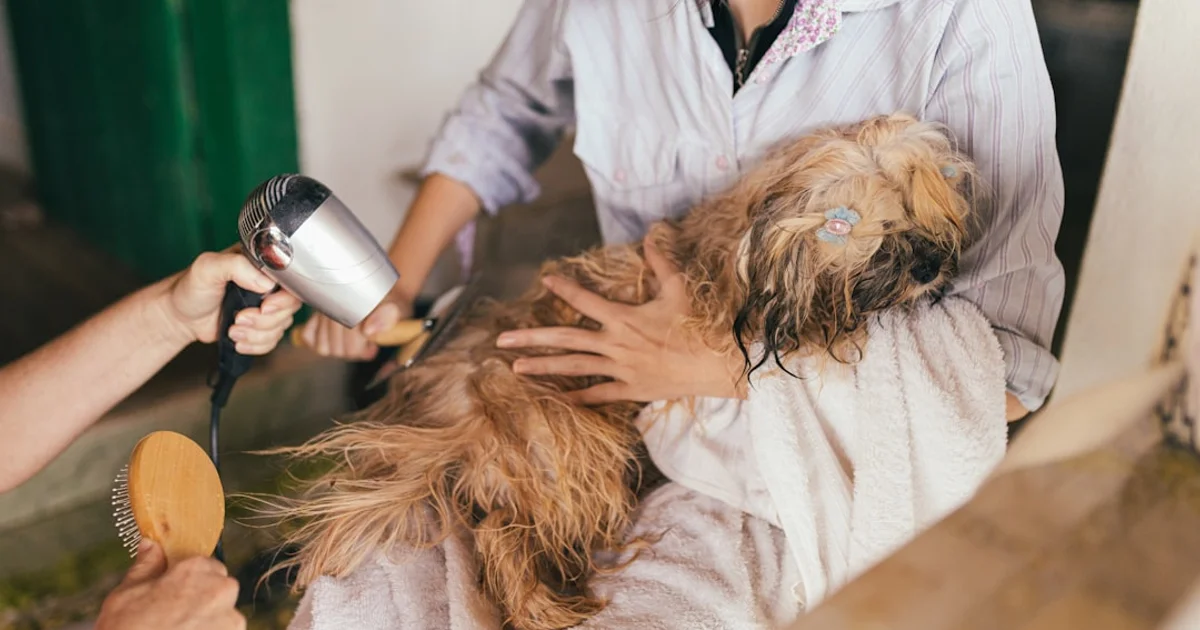 年間コスト比較！ペット冷却グッズ vs エアコン｜電気代を70%削減する方法