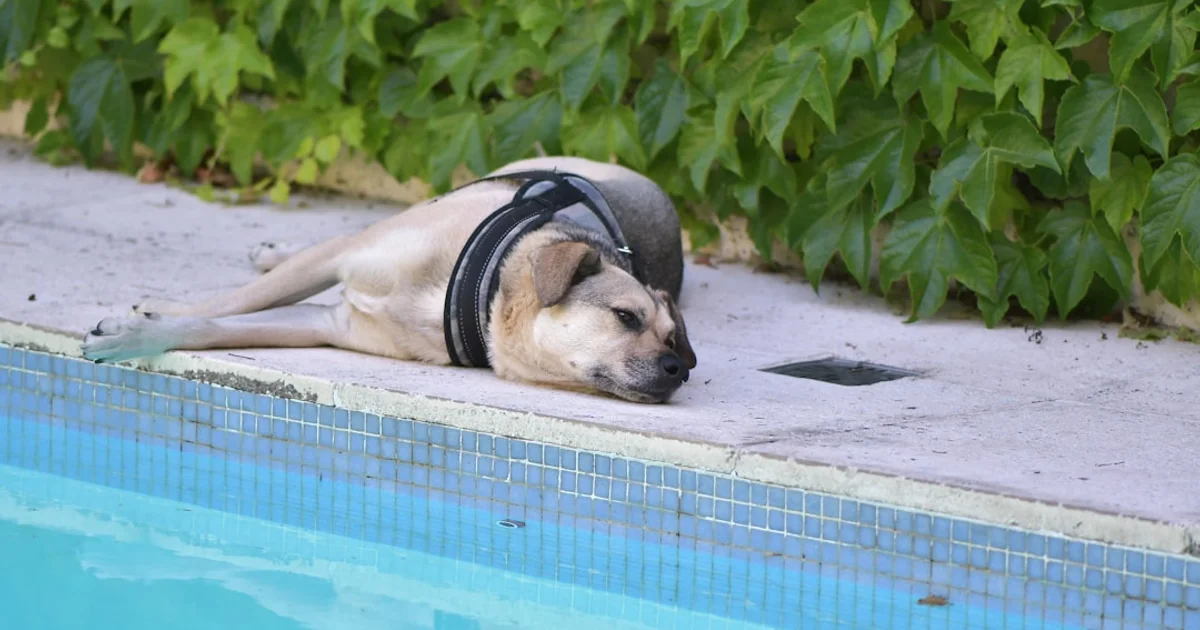 ペット用クーラー・冷却マット完全ガイド2025年版｜猛暑から愛犬・愛猫を守る最新対策